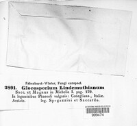 Colletotrichum lindemuthianum image